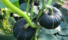 北美网红吃瓜事件真相,揭秘背后真相与争议